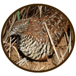 Button quail
