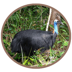 Cassowaries