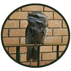 Frogmouths