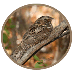 Nightjars