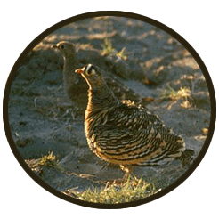 Sandgrouse