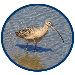 Shorebirds