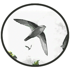 Swifts