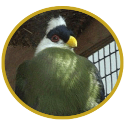 Turacos