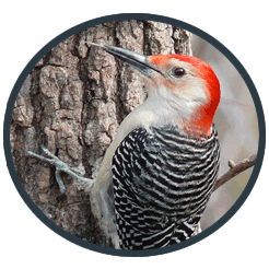 Woodpeckers