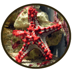 Echinoderms