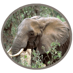 Elephants