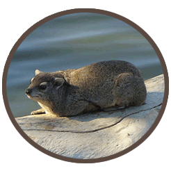 Hyraxes