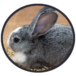 Rabbits